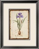 Iris Reticulata Prints by Lisa Canney Chesaux