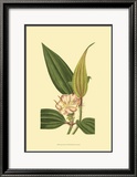 Tropical Ambrosia I Prints by Sydenham Teast Edwards
