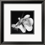 Quince Blossoms II Affiches par Renee Stramel