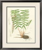 Eaton Ferns IV Prints by Daniel C. Eaton