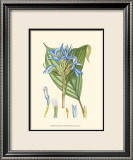Periwinkle Blooms I Affiches par Samuel Curtis