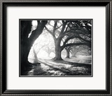 Oak Alley, Light and Shadows Affiches par William Guion