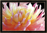Dahlia Prints by Amalia Veralli