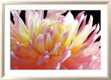 Dahlia Poster par Amalia Veralli