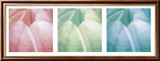 Tulip Trio Láminas por Gabriel Scott Tulip Trio Láminas por Gabriel Scott
