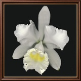 Cattleya Affiches par Harold Feinstein