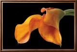 Double Orange Calla Prints by Amalia Veralli