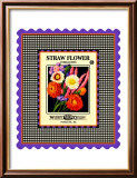 Strawflower Seed Pack Estampe encadrée