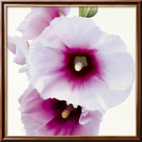 White Hollyhock I Print by Stephanie Andrew