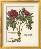 Giant Peony I Kunstdruck von Ludwig Van Houtte