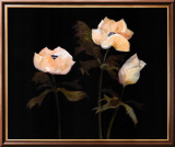 Midnight Anemones II Plakater av Marysia Burr Midnight Anemones II Plakater av Marysia Burr