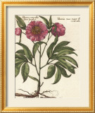 Giant Peony II Poster von Ludwig Van Houtte