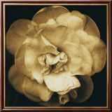 Fleur jaune Affiches par Nelson Figueredo