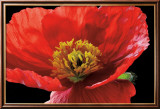 Red Poppy Poster by Amalia Veralli
