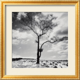 Lone Tree no. 2, Peak District, England Plakater av Dave Butcher