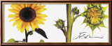 Helianthus Posters af JoSon Helianthus Posters af JoSon