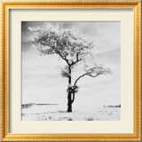 Lone Tree no. 3, Peak District, England Posters av Dave Butcher