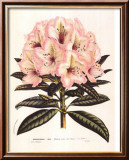 Rosafarbener Rhododendron I Kunst von Francois Van Houtte