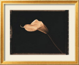Calla Lily Poster von Talli Rosner-Kozuch