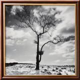 Lone Tree no. 2, Peak District, England Posters av Dave Butcher