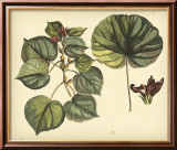 Antique Mangrove Tree Láminas por Sir Hans Sloane Antique Mangrove Tree Láminas por Sir Hans Sloane