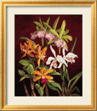 Orchid Trio II Prints by Rodolfo Jimenez
