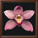 Cymbidium Art par Harold Feinstein