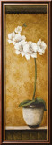 Hanna's Orchids II Lámina por Susan Osborne