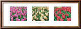 Tulip Panel Láminas por Bent Rej Tulip Panel Láminas por Bent Rej