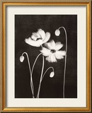 Midnight Poppies Prints by Nolan Winkler