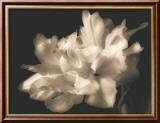 Double Dappled I Poster av Charles Britt