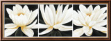 Water Lily Trio Affiches par Debra Jackson