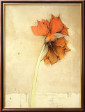 Amaryllis I Fiori Láminas por Bruno Bruni