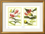 Tiger Lily Petites Posters av Barbara Brown