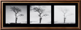 Lone Trees Poster av Dave Butcher