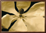 Yellow Flower Lámina por Nelson Figueredo Yellow Flower Lámina por Nelson Figueredo