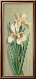 Iris Posters par M. Allegri