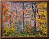 Arbres dans un champ Affiches par Joseph Holmes