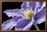 Purple Clematis Poster par Amalia Veralli