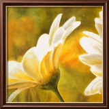 Marguerites dans le Soleil II Poster von Pierre Viollet
