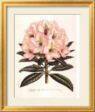 Rosafarbener Rhododendron I Poster von Francois Van Houtte