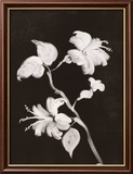 Midnight Hibiscus Prints by Nolan Winkler