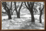 Blue Oaks Affiches par Marty Knapp