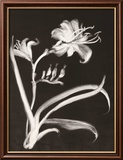 Midnight Lilies Prints by Nolan Winkler