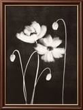 Midnight Poppies Posters by Nolan Winkler