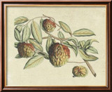 Botanical IV Kunstdrucke von Van Rheet 
