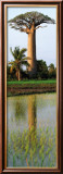 Baobab-Couleurs Exotiques Posters par Philip Plisson