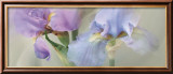 Iris XXII Póster por Huntington Witherill