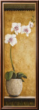 Hanna's Orchids I Láminas por Susan Osborne