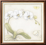 Orchidée blanche Affiches par Meg Page